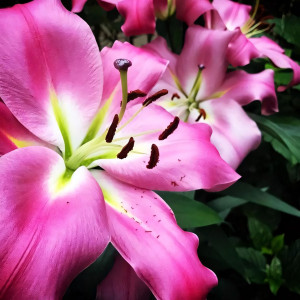  Лилия ОТ гибрид Maldano (Мальдано)