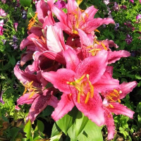 Луковицы  Лилия восточная Dуnamite (Динамит) (3шт.)