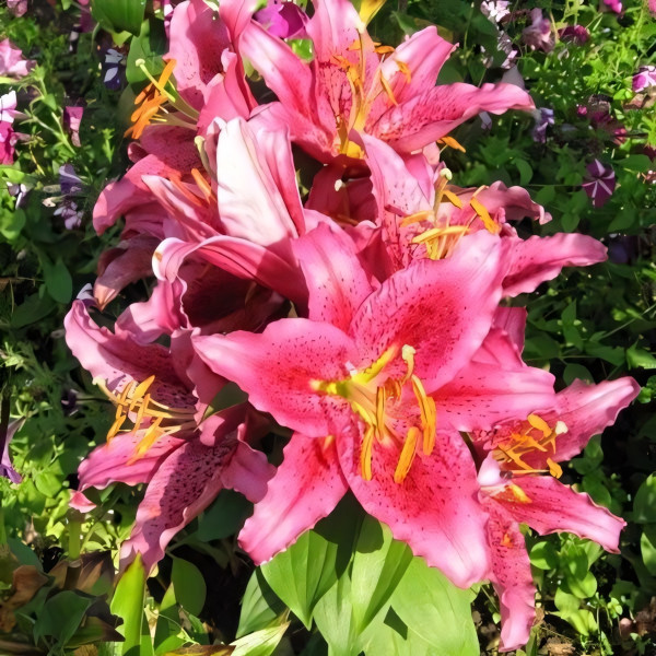 Луковицы  Лилия восточная Dуnamite (Динамит) (3шт.)