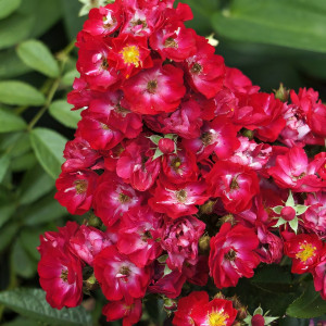 Саженцы Роза флорибунда Альберих