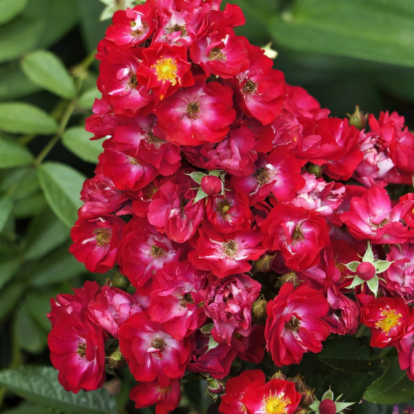 Саженцы Роза флорибунда Альберих