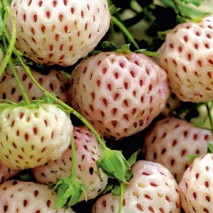 Клубника  Анабланка  (упаковка 5 шт.)