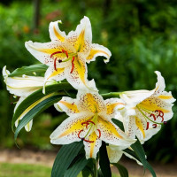 Луковицы  Лилия восточная Auratum Gold Band (Аур. Голд Бенд) (3шт.)