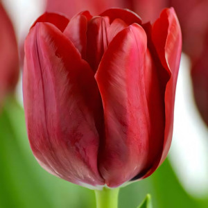 Тюльпан Триумф Иль де Франс (в упаковке - 3шт.)