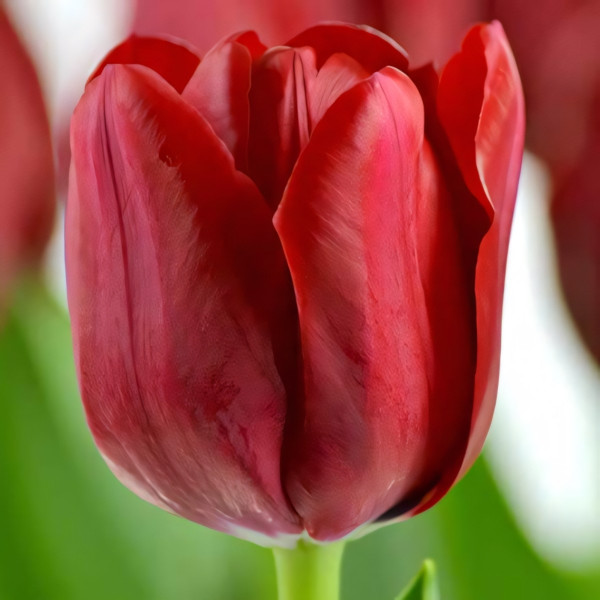 Луковицы Тюльпан Триумф Иль де Франс (в упаковке - 3шт.)