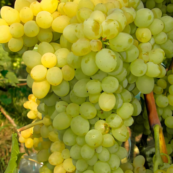 Саженцы Виноград кишмиш Венгерский