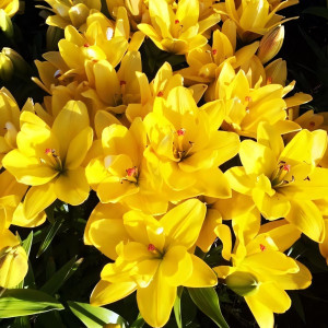  Лилия азиатская Yellow Bellies (Йеллоу Беллиз)