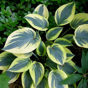 Саженцы Хоста First Frost (Фест Фрост) М