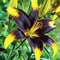 Луковицы  Лилия азиатская Lion Heart (Лайон Харт) (3шт.)