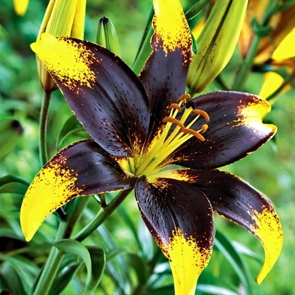 Луковицы  Лилия азиатская Lion Heart (Лайон Харт) (3шт.)