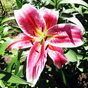  Лилия восточная Idaho (Айдахо)