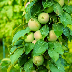 Саженцы Яблоня колоновидная Икша