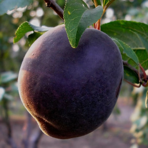 Саженцы Абрикос Черный Принц