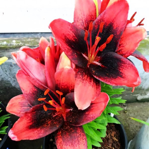  Лилия азиатская Tinу Shadow (Тайни Шэдоу)