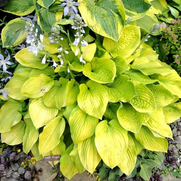 Саженцы Хоста August Moon (Огест Мун) М