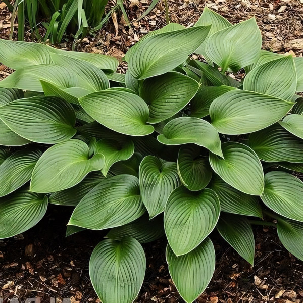 Саженцы Хоста Devon Green (Девон Грин) М