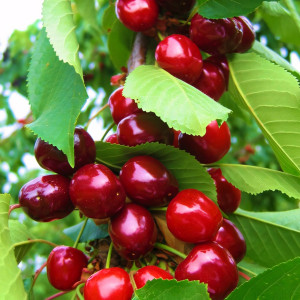 Саженцы Черешня колоновидная Сильвия