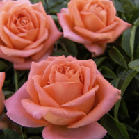 Саженцы Роза чайно-гибридная Эльдорадо