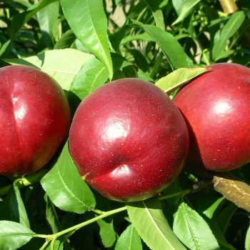 Саженцы Нектарин Скиф