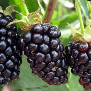 Саженцы Ежевика Натчез