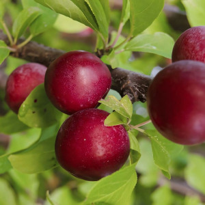 Саженцы Слива Евразия