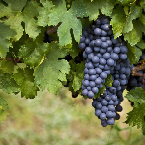 Саженцы Виноград кишмиш Блэк Эмеральд