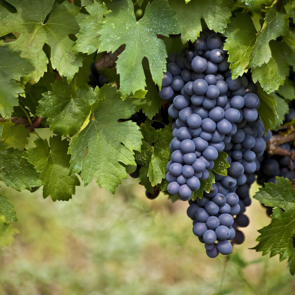 Саженцы Виноград кишмиш Блэк Эмеральд