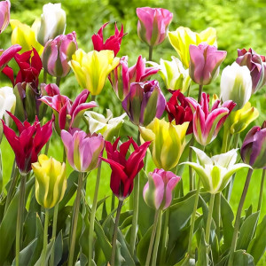 Тюльпаны зеленоцветные, микс (в упаковке - 3шт.)