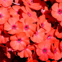 Саженцы Флокс метельчатый Younique Orange (Юник Оранж)