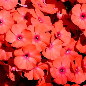 Саженцы Флокс метельчатый Younique Orange (Юник Оранж)