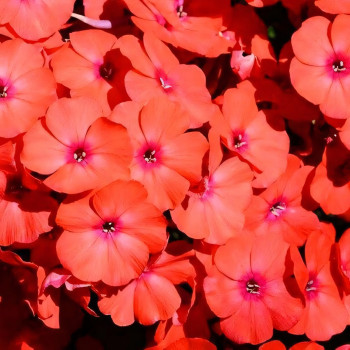 Саженцы Флокс метельчатый Younique Orange (Юник Оранж)