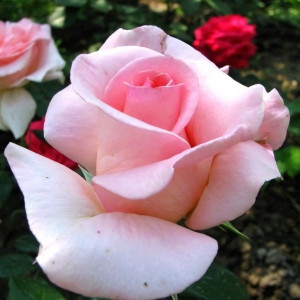 Саженцы Роза чайно-гибридная Титаник