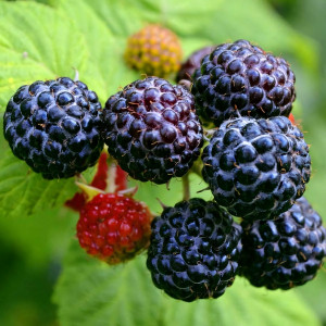 Саженцы Ежемалина Черный бриллиант