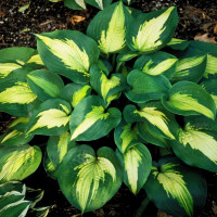 Саженцы Хоста Saint Paul (Сент Поль) L