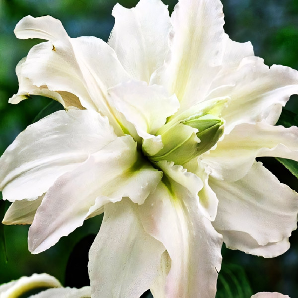 Луковицы  Лилия восточная Polar Star (Полар Стар) (3шт.)