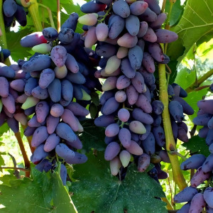 Саженцы Виноград Сувенир