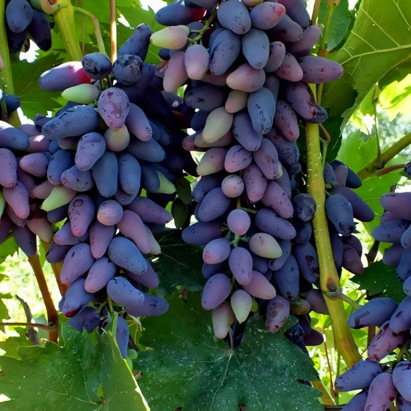 Саженцы Виноград Сувенир