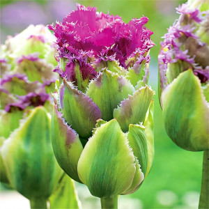 Тюльпан махровый Перпл Тауэр (в упаковке - 3шт.)