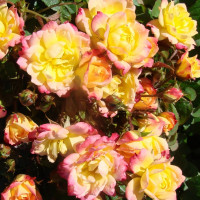 Саженцы Роза спрей Беби Маскарад