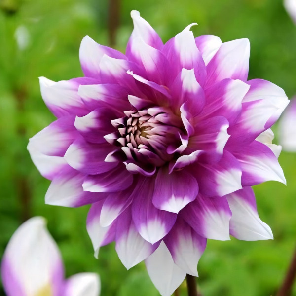 Саженцы Георгина декоративная Jean Marie (Жан Марэ)