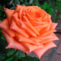 Саженцы Роза чайно-гибридная Эльдорадо