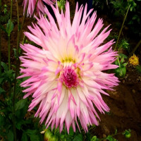 Саженцы Георгина Popular Guest