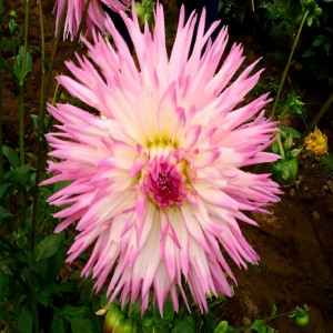 Саженцы Георгина Popular Guest