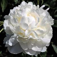 Саженцы Пион White Towers (Уайт Тауэрс)