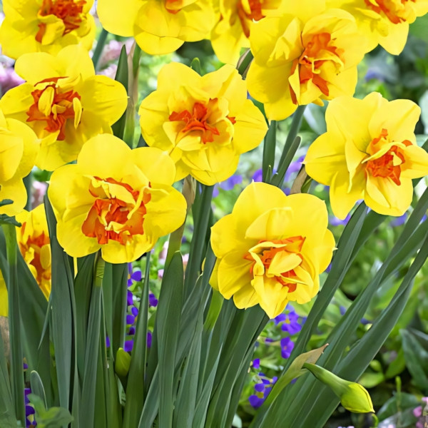 Луковицы Нарцисс махровый Тамар Файер (в упаковке - 3шт.)