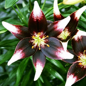  Лилия азиатская Natty's Pride (Нэттиз Прайд)