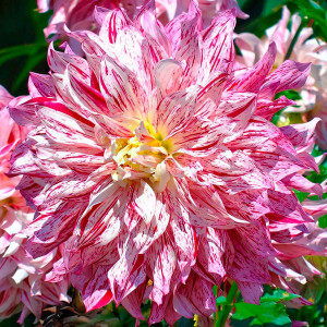 Саженцы Георгина декоративная макси Bristol Stripe (Бристол Страйп)