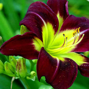 Саженцы Лилейник Night Beacon (Найт Бекон)