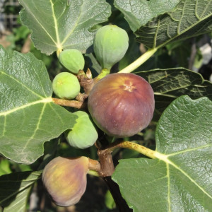 Саженцы Инжир Виолетта Нормандия