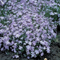 Саженцы Флокс шиловидный Oakington Blue Eyes (Оакингтон Блу Айс)